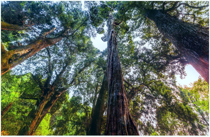 广元聚力守护翠云廊千年瑰宝 赓续蜀道文脉 知识普及 第3张