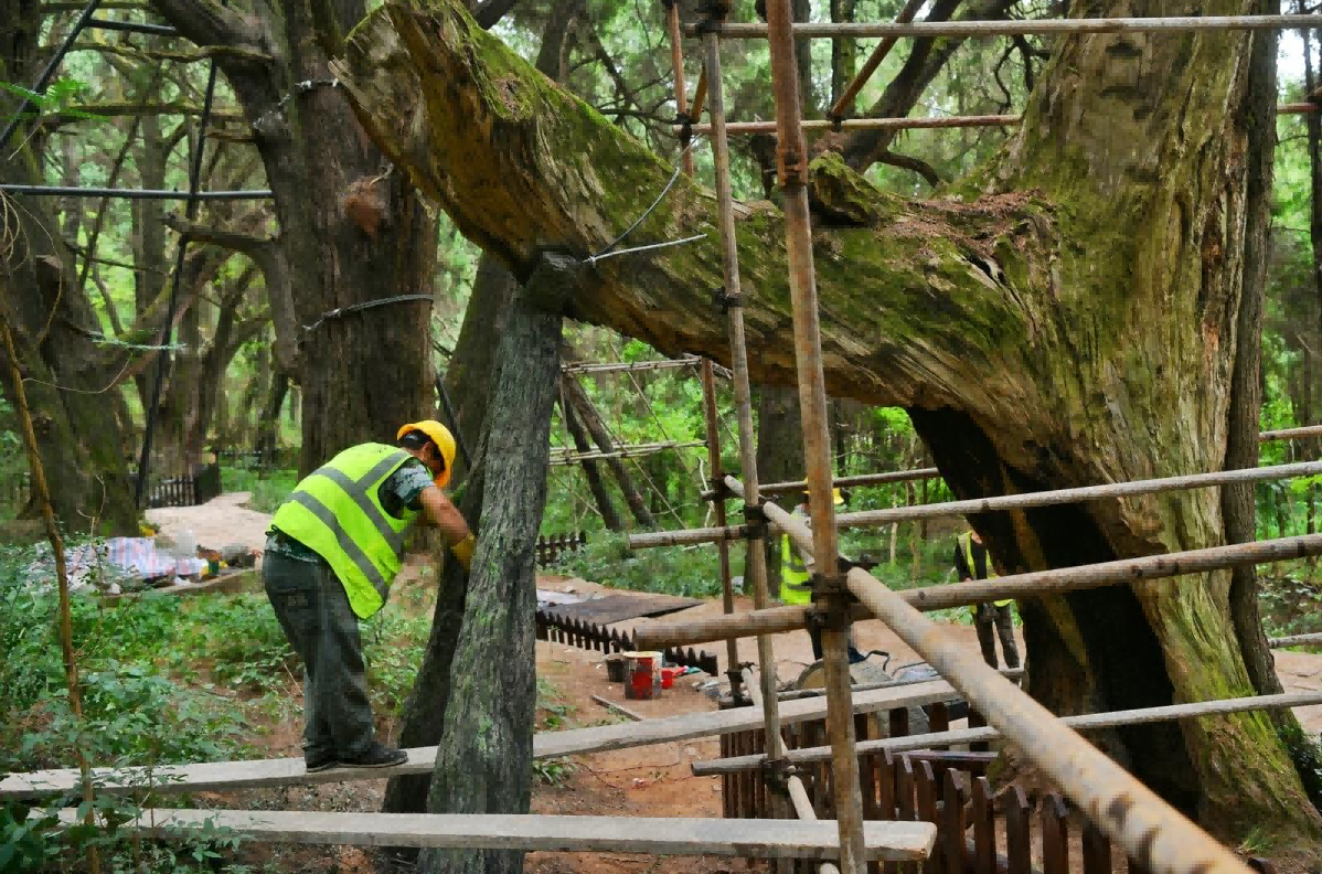 广元聚力守护翠云廊千年瑰宝 赓续蜀道文脉 知识普及 第4张